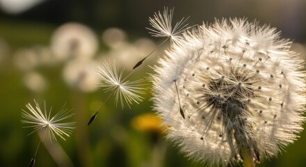 Close-up of a dandelion clock with seeds dispersing in a meadow at sunset capturing the delicate