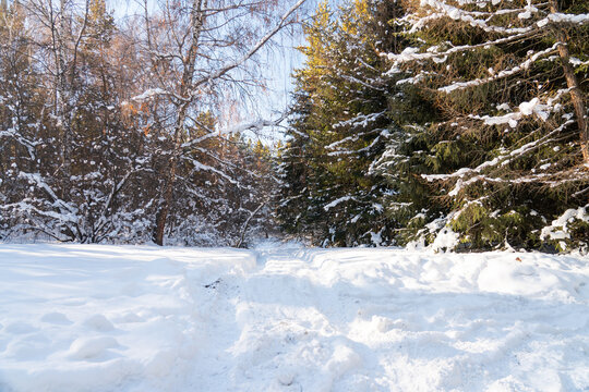 A faint snowy path or track winds into a mixed forest of snow-covered pine and bare deciduous trees on a clear, sunny winter day