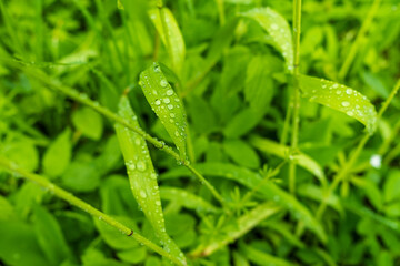 Understory vegetation in the Białowieża Forest, Poland