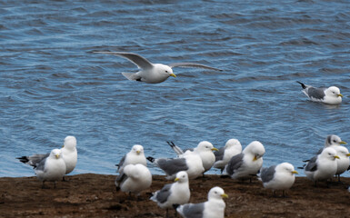 Mouette tridactyle,Rissa tridactyla, Black legged Kittiwake,