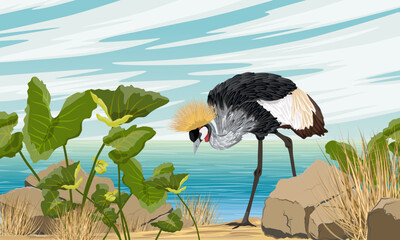 Obraz premium A crowned crane walks along a sandy seashore with tropical plants. Wild bird of Africa. Realistic vector animal.