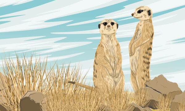 A pair of meerkats standing in dry grass. Desert wildlife. Realistic vector landscape.