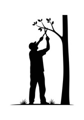 Man pruning an urban tree on a transparent background