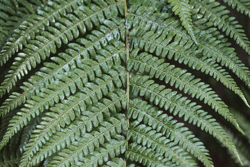 Detailaufnahme eines Farnblattes im Wald – Makrostruktur der Natur
