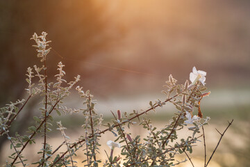 Fleurs sauvages au lever du jour en Namibie