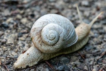 Weinbergschnecke in Nahaufnahme – Spirale und natürlicher goldener Schnitt des Schneckenhauses