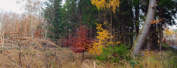 marbacher forst im bunten herbst, mischwald und waldrand mit bunten farbtupfern buche und lärche