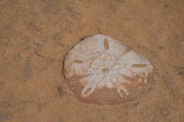 台湾の基隆にある野柳地質公園のウニの化石