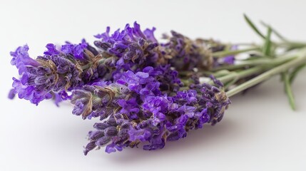 Fototapeta premium Lavender bouquet, vibrant with purple blooms, on a white background, close-up view, copy space.
