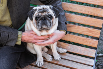 Man sitting on bench with pug in his arms. The photo symbolizes loyalty, care and emotional bond between human and animal through calm companionship and mutual trust.