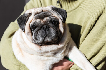 Pet owner holding a pug close in sunlight. The image symbolizes warmth, safety and emotional bond between human and pet.
