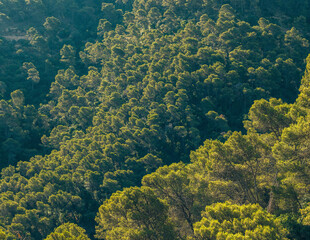 Lush hilly environment with different species of trees in green color gradations. National Park Montes de Malaga, Andalusia, Spain.