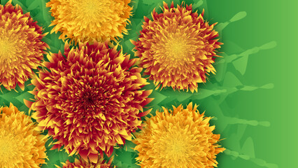  Vibrant chrysanthemum flowers with red-orange-yellow gradients bloom against a smooth green background with abstract leaf shapes, radiating warmth