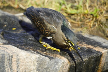 Sensational photos of a mangrove heron fishing. (Butorides striata) Heron family (Ardeidae). Fortaleza – Ceará, Brazil.