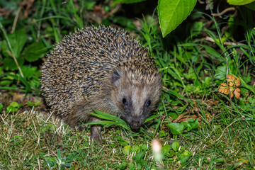 Igel (Erinaceus europaeus)