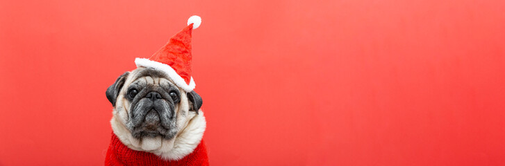 Dog pug wearing santa hat and red sweater on red background. Holiday season symbol showing joy, warmth and festive spirit through adorable pet portrait. Copy space, web banner