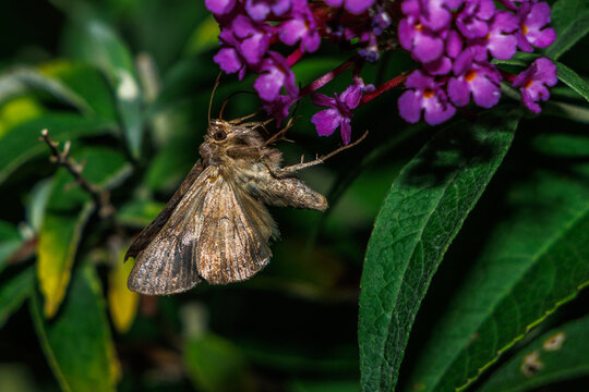 Gammaeule (Autographa gamma)