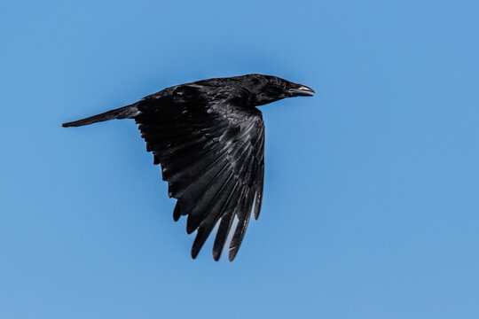 Rabenkr&auml;he (Corvus corone)