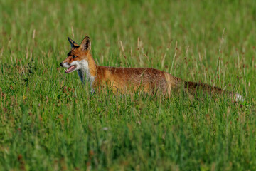 Rotfuchs (Vulpes vulpes)