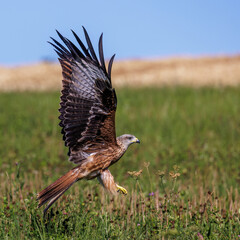 Rotmilan (Milvus milvus)