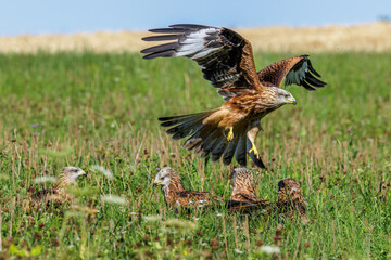 Rotmilane (Milvus milvus)