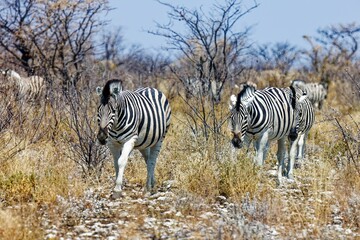 Zebras bei Okaukuejo