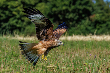 Rotmilan (Milvus milvus)