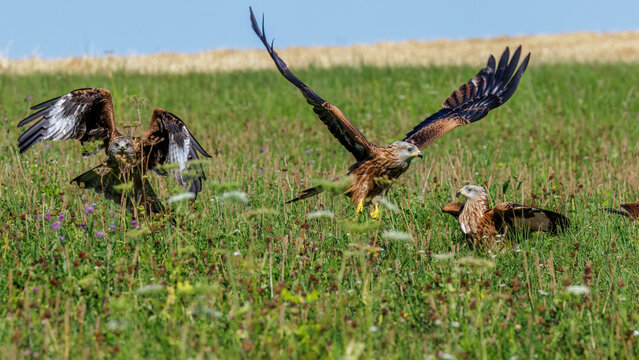 Rotmilane (Milvus milvus)