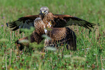 Rotmilane (Milvus milvus)