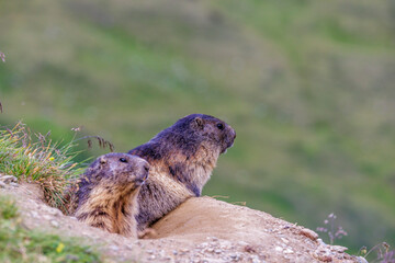 Alpenmurmeltiere (Marmota marmota)