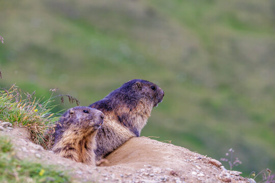 Alpenmurmeltiere (Marmota marmota)