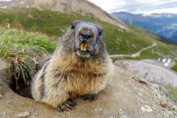 Alpenmurmeltier (Marmota marmota)