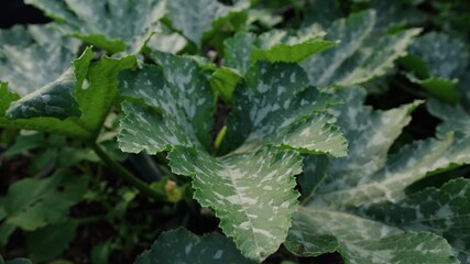 Growing zucchini plants: courgette plantation tips and care
