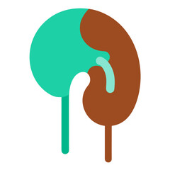Abstract representation of a kidney with a ureter and renal pelvis
