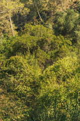 Lush hilly environment with different species of trees in green color gradations. National Park Montes de Malaga, Andalusia, Spain.