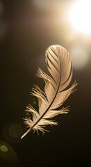 A delicate feather illuminated by warm sunlight, creating a soft and serene atmosphere with a blurred background and gentle glow