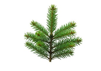 Naklejka premium A fresh pine branch, adorned with vibrant green needles, stands prominently against a pure, clean white background, highlighting its natural beauty and texture ,natural ,bright ,needles