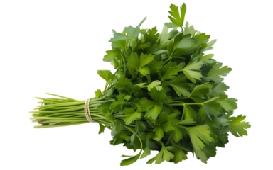 Fresh bunch of vibrant green curly parsley herb tied with string on a black background