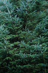 Close-Up View of Fir Tree Branches, Full Frame Shot Of Pine Tree