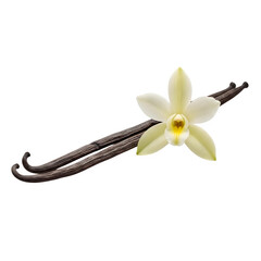 A dried vanilla pod with a flower isolated on a transparent or white background. PNG
