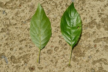 Alnus japonica, a deciduous broadleaf tree in the Betulaceae family, known for nitrogen fixation and rapid growth, thriving in wetlands and riversides for soil improvement. Photographed in Korea.