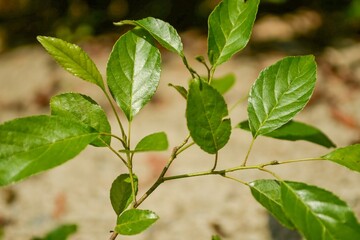 Alnus japonica, a deciduous broadleaf tree in the Betulaceae family, known for nitrogen fixation and rapid growth, thriving in wetlands and riversides for soil improvement. Photographed in Korea.