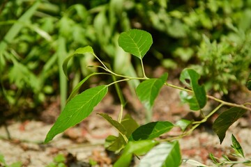 Alnus japonica, a deciduous broadleaf tree in the Betulaceae family, known for nitrogen fixation and rapid growth, thriving in wetlands and riversides for soil improvement. Photographed in Korea.