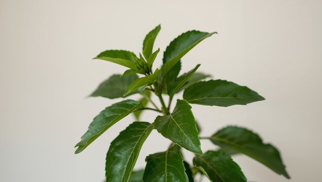 Green Leaves on Pale Background, A Study in Texture, Form, and Contrasting Colors.