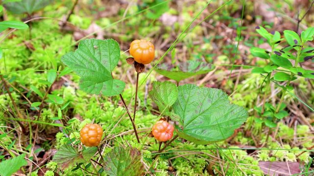 Wild marsh berry cloudberry ripened in forest swamp