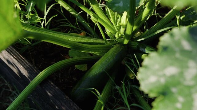 Growing zucchini plants in a home garden with proper care and attention