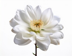 elegant white flower on a stem isolated on white background