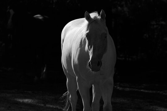White horse closeup isolated against dark background for farm animal art.