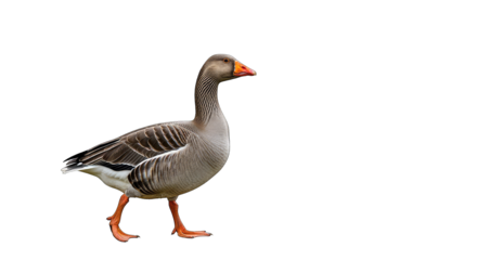 A Grey Goose Walks Across A Black Background With A Transparent Background Isolated Studio Shot