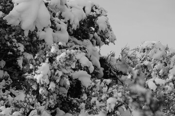 Fresh winter snow on juniper plants in Texas landscape closeup.